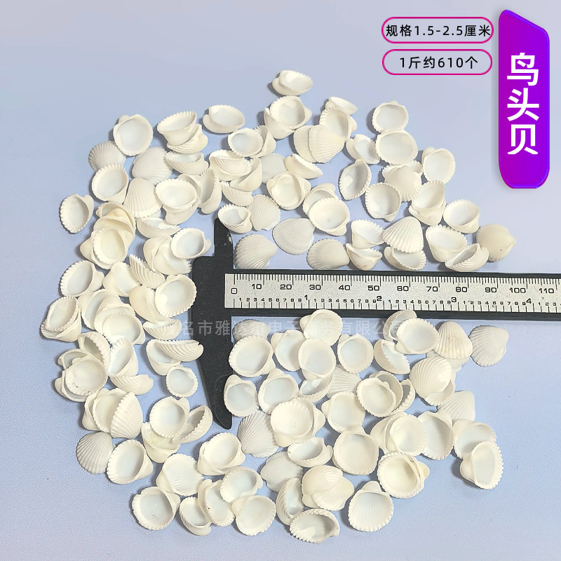 天然法螺貝 卸売供給源 魚水槽造園 工芸品 消耗品 1-10cm シェル|undefined