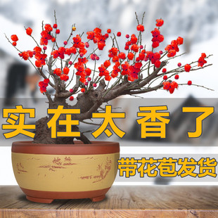 �ͺ�÷�����������辰���ܼt÷�Ϙ�ͥԺ�҃������D÷���������