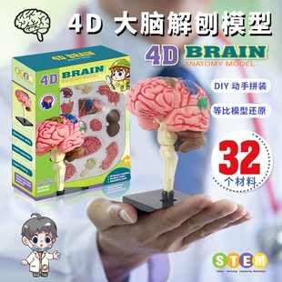 3D-модель мозга человека анатомический набор