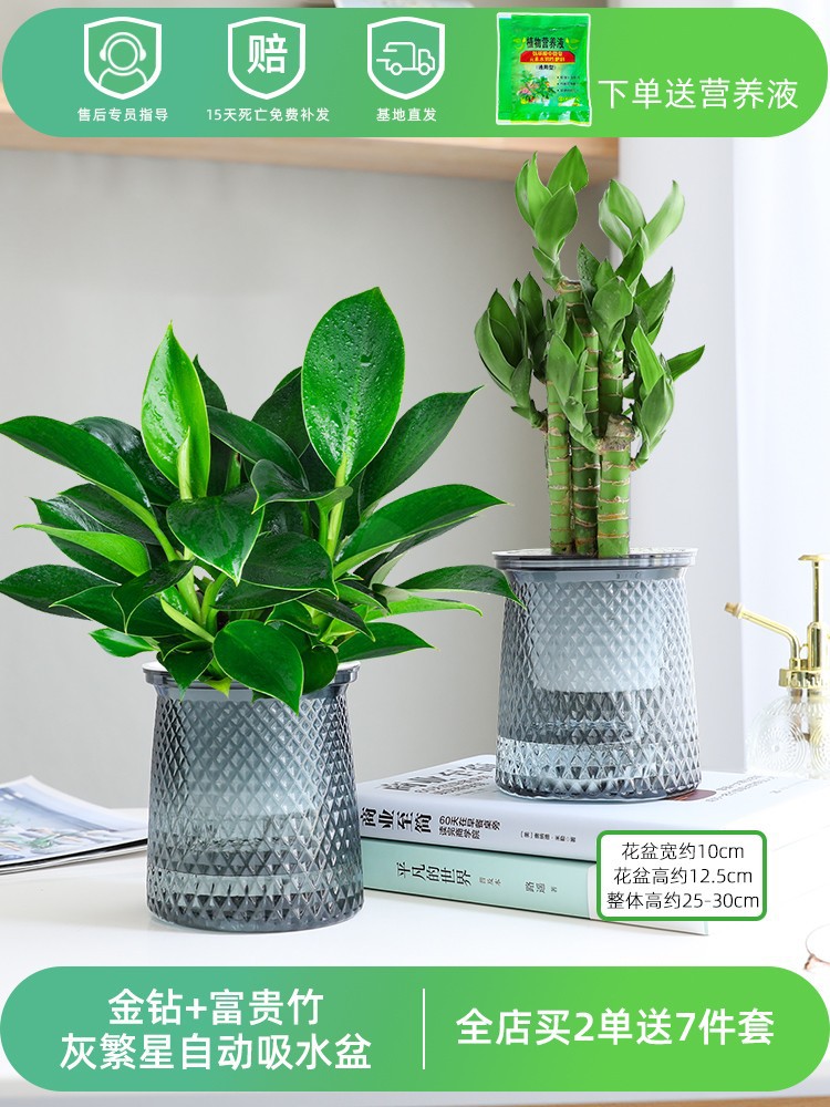 황금 다이아몬드 + 행운의 대나무(별 2개) + 영양액