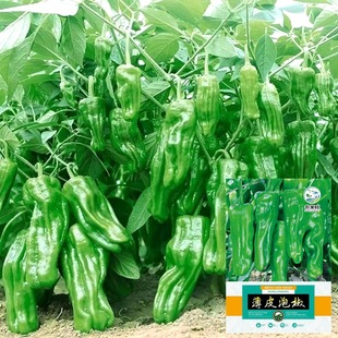 ��Ƥ�����N�����ݻ�Ƥ�ش�Ƥ�ཷ�N���Ϸ��ļ������߲������N��