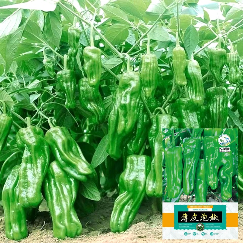 Thin-Skinned Pepper Seeds, Tiger-Skinned Large Wrinkled-Skinned Green Pepper Seeds, Southern Four-Season Potted Vegetable Pepper Seeds Thin-Skinned Pepper Seeds, Tiger-Skinned Large Wrinkled-Skinned Green Pepper Seeds, Southern Four-Season Potted Vegetable Pepper Seeds