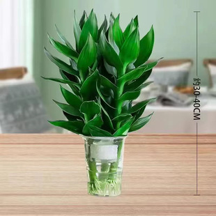 ������\�D���׻��^�����F��ˮ��ֲ�ﻨ�ܾGֲ�҃������D�\����
