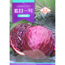 邢东紫甘蓝种子 叶球紧实不易开裂 高产紫叶包菜 春秋紫甘蓝品种
