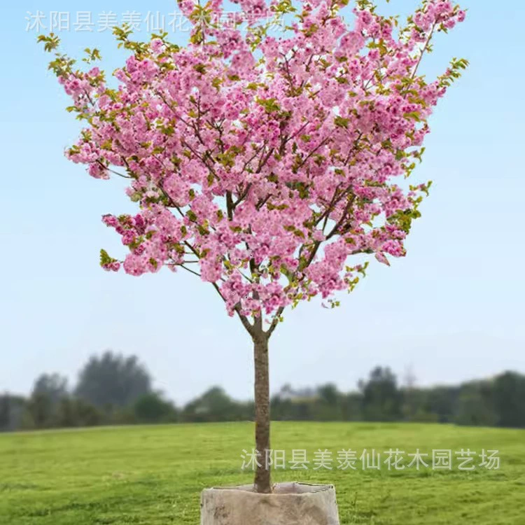 Японские саженцы вишни цветут в том же году, позднерастущие саженцы вишни, растения в горшках, посадка в грунт, посадка во двор, посадка на участки вилл, морозостойкие декоративные деревья.