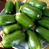 Golden Boy Jade Girl Cucumber Cucumber Seed Farm Poin Garden Popular Vegetable Vegetable Spring and Autumn Puzzle Sweet Cucumber Seeds Easy to Seed