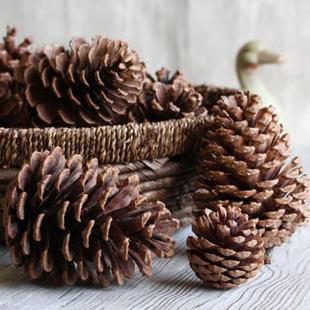 15cm���������ɹ����� �}�Q�ɹ������ɘ�֦�[���Ҿ��b�DIY�ɻ���