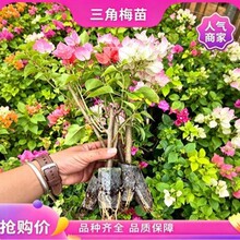 ���������÷С�������ذ��Ї��t����Ǥ�����k�����̨�����_��