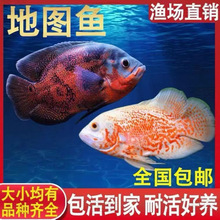 黑地图鱼红白地图猪仔鱼风水发财鱼中大型淡水热带观赏鱼活体