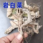 岩白菜 中药材批发 岩壁菜 石白菜 红岩七 品种齐全  承接订单