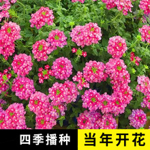 ��Ů��Ҋ���ͻ����˷N�ļ����N�_�ɴ��������҃Ȼ��ܷN��