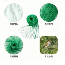 绿色防鸟网 蔬果防鸟网 防虫网 葡萄防护网 鱼塘罩 大棚园艺尼龙