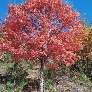 拧筋槭拧筋槭树苗耐寒品种秋季叶子红色园林绿化树苗