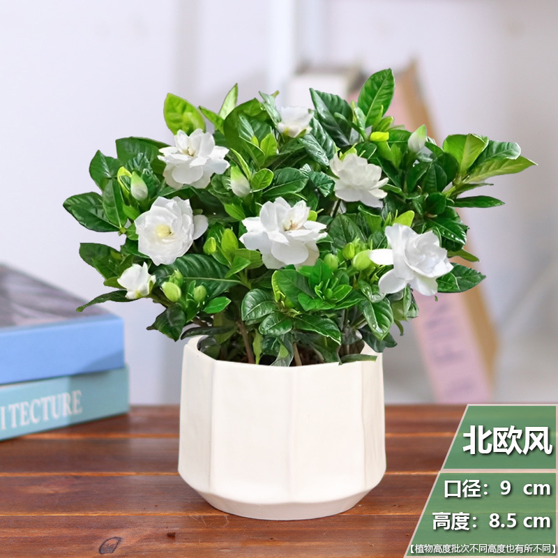 [다용도 스타일] 치자나무 화분 1개 + 레몬 스커트 세라믹 화분 + 영양비료