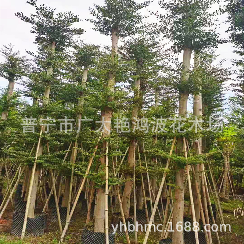 小叶榄仁容器苗细叶榄仁行道树园林景观工程苗木雨伞树5-25绿化树-阿里巴巴