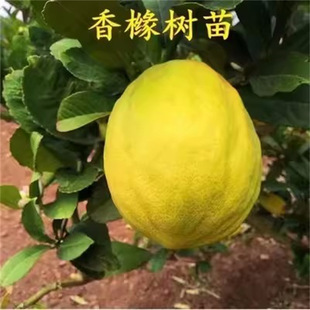 ���ݘ��㙴���� �㙴�� �������ϱ����Nֲ���Ե��Թ����箔��Y��