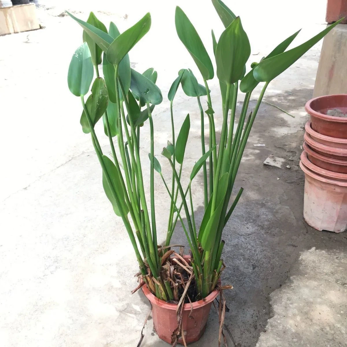 Барракуда растение море цветок долголетия в течение многих лет водные растения пруд гидропонный цветок термостойкость и влагостойкость Очистка Качество воды зеленое растение