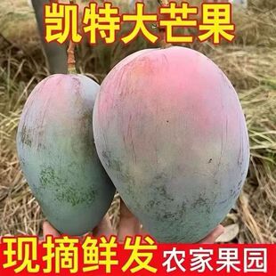 ��Ʒ�Fժ�F�l��֦���P�ش�â����Ęâ��Ƥâ��â�����rˮ��һ����
