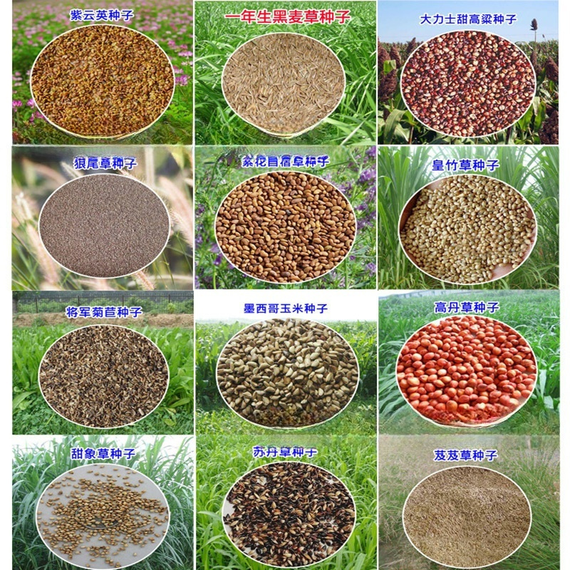牧草种子黑麦草种大麦黑小麦狼尾草芨芨草苦荞麦苏丹草高丹草种子