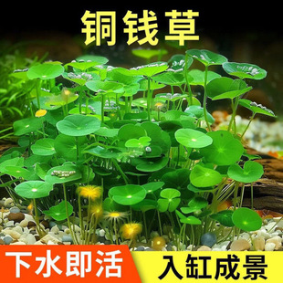 Moneywort Seeds Hydroponic Plants Office Desktop Potted Moneywort Green Plants in Water Oxygenated Water Plants Free Shipping