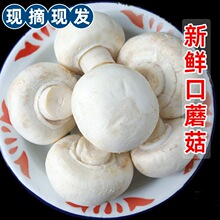 新鲜口蘑现摘双孢菇白蘑菇菌菇食用火锅煲汤食材时令蔬菜整箱批发