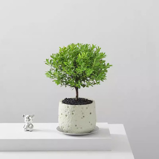 С�~������滨�ܾGֲ�����҃�����͏d�Ϙ��Gֲ�����՚�ֲ���辰