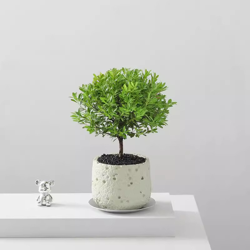 Small-Leaf Red Nanmu Desktop Flower and Green Plant Potted Plant for Indoor Desktop, Living Room, Old-Stem Green Plant, Air-Purifying Plant Bonsai Small-Leaf Red Nanmu Desktop Flower and Green Plant Potted Plant for Indoor Desktop, Living Room, Old-Stem Green Plant, Air-Purifying Plant Bonsai