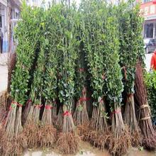 ~ŮؑߗUСͥԺGϱNֲļľ