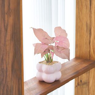 ��ɫ�t�ۼ��˺Ϲ��������k���҃�����Gֲ�����՚���B��͏dֲ��