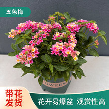 ��ɫ÷���Ի����R�ѵ�¶���̨ͥԺ���ľ��ֲ�����