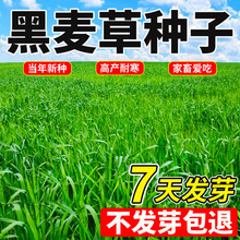 lݷNϻޣݲţļ߮aݷN