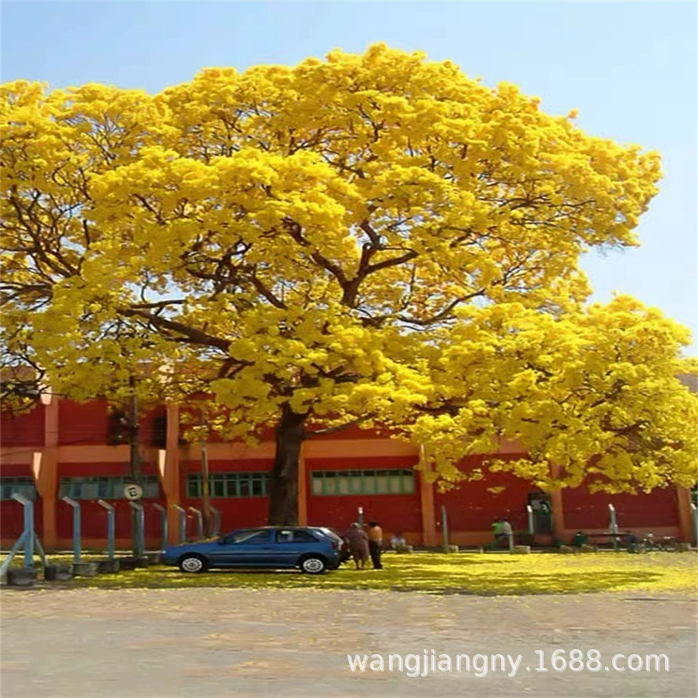 Бразилия Рассада дерева Fengsui Фиолетовый цветок Дерево Fengsuzuki Желтый цветок Fengsuzuki Большое дерево Ценные рассады Садовое озеленение Горшечное растение