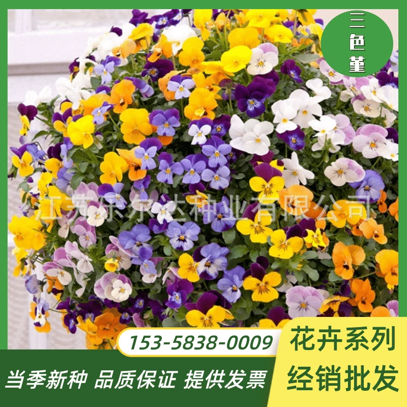 Анютины глазки Семена Большой Цветочный Двор Озеленение Зима легко-для-расти Анютины глазки Семена Горшечные Цветы Сад Пейзаж Семена цветов