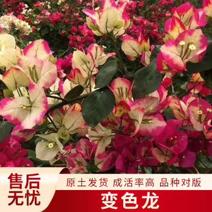 �������÷�o��������������lС��