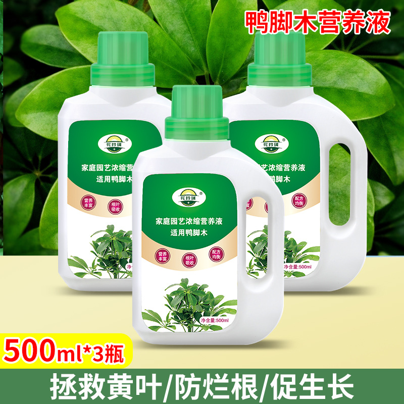 鸭脚木专用营养液500ml*3瓶