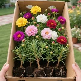 盆栽;灌木;种子