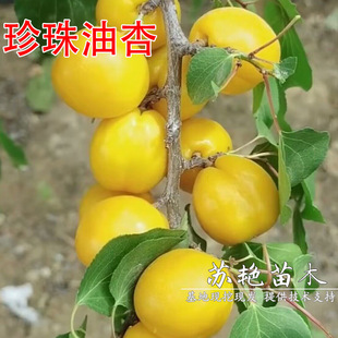 ������ ���������� �޽�������ʯϻ�������Ә䮔��Y���ϱ����Nֲ