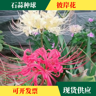 Wholesale of Flower Bulbs on the Other Side, Wholesale of Lycoris Bulbs, Manzhu Shahua Bulbs, Drought-Resistant and Cold-Resistant Potted Plants, Perennial Plants