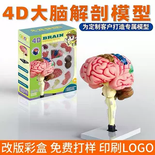 定制4D大脑解剖模型 中小学生课堂实验教具 人体模型加工定制玩具