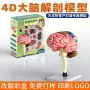 人体大脑定制实验玩具