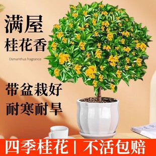 �ļ������Ԙ��絤�������͎������҃��̨ͥԺ���B���ܾGֲ��
