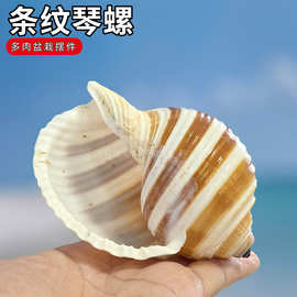 天然海螺贝壳条纹琴螺鱼缸水族箱装饰卷贝鱼繁殖壳多肉花盆摆件