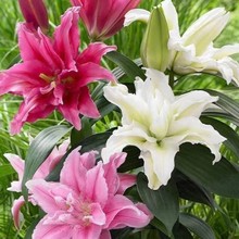 批发 香水百合种球 多季开花百合花苗带芽发货 四季盆栽 观赏花卉