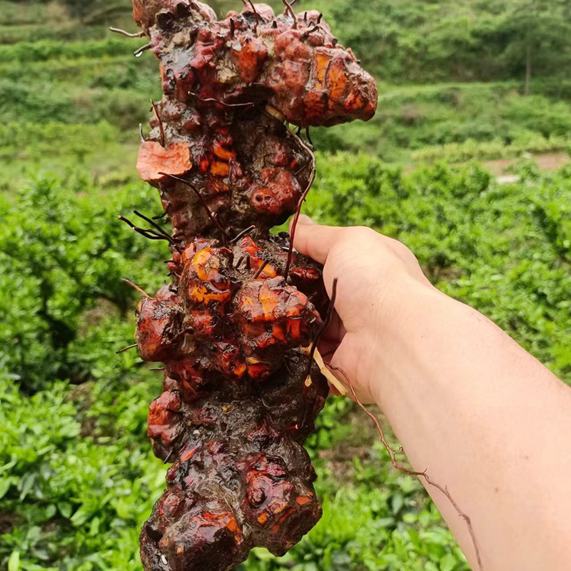 Wild Jin Gang Teng Smilax Root 金刚藤 Dried Herbal Root for Wine Infusion and Tea 2500g specifications