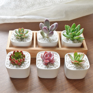 Mirror Green Succulent Plant White Porcelain Combination Package Wholesale Succulent Indoor Plant with Flower Pot Novice Potted Plant Easy to Maintain