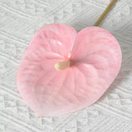 Single pink palm flower