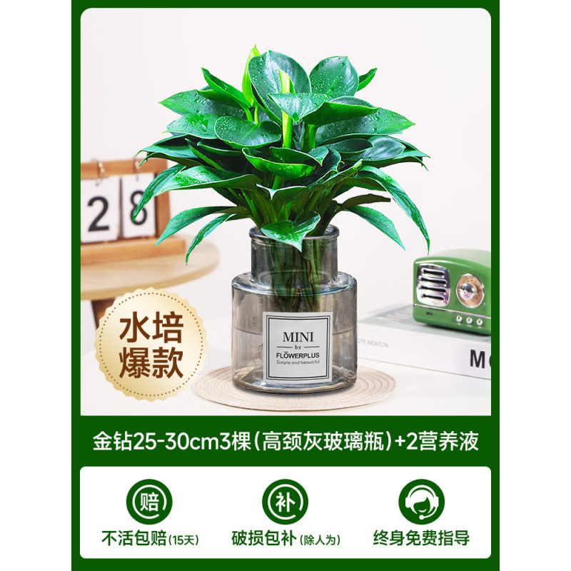 수경 금다이아몬드 25-30cm 3그루(하이넥 회색 유리병) + 영양액 2개 [수경폭발]