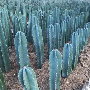 量天尺仙人柱盆栽防辐射无刺仙人掌多肉植物容易养基地直发-阿里巴巴