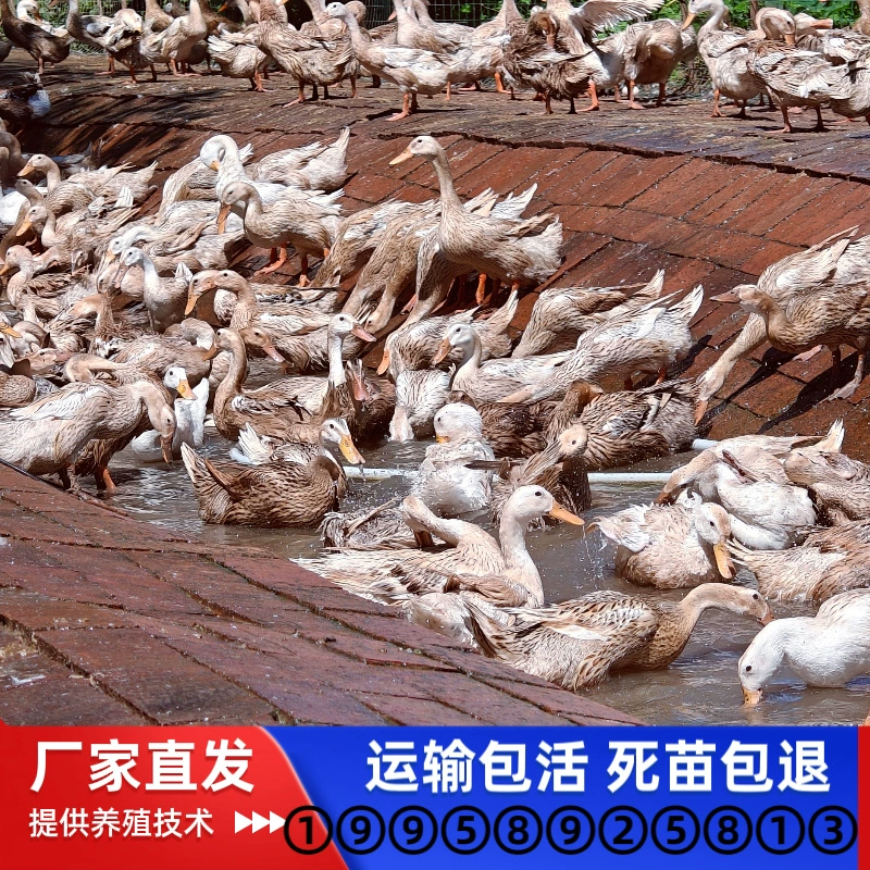Яичные утенки Цзяннань, самцы утенков, оптовые утенки, водные утки Хунань, зеленая скорлупа, утенки с многоплодовитостью, зеленая скорлупа № 4, маленькие желтые утенки
