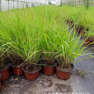 The Base Is Wholesale of Painted Beautiful Grass, Buddha, Grass, Willow Branches, Aquatic Plants Are Complete with High Quality Specifications